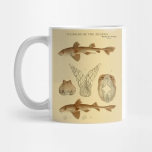 Intimidating Bull Dog Shark Design for Ocean Enthusiasts Mug